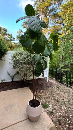 Large Fiddle Leaf Fig Tree