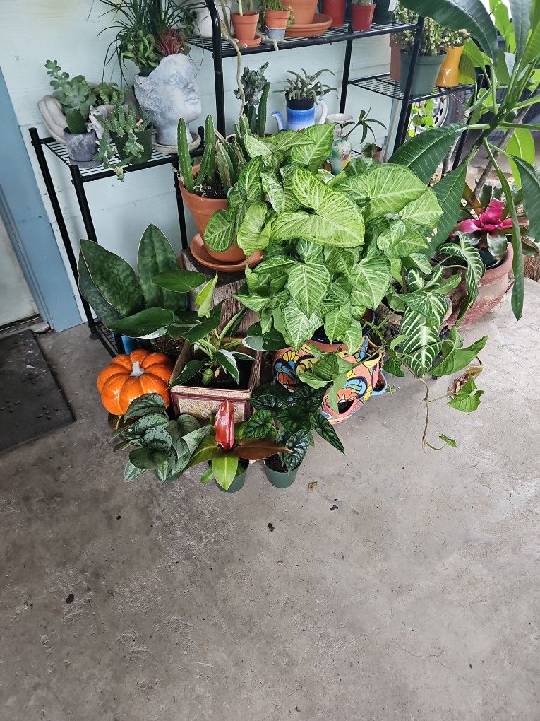 Plants For Sale