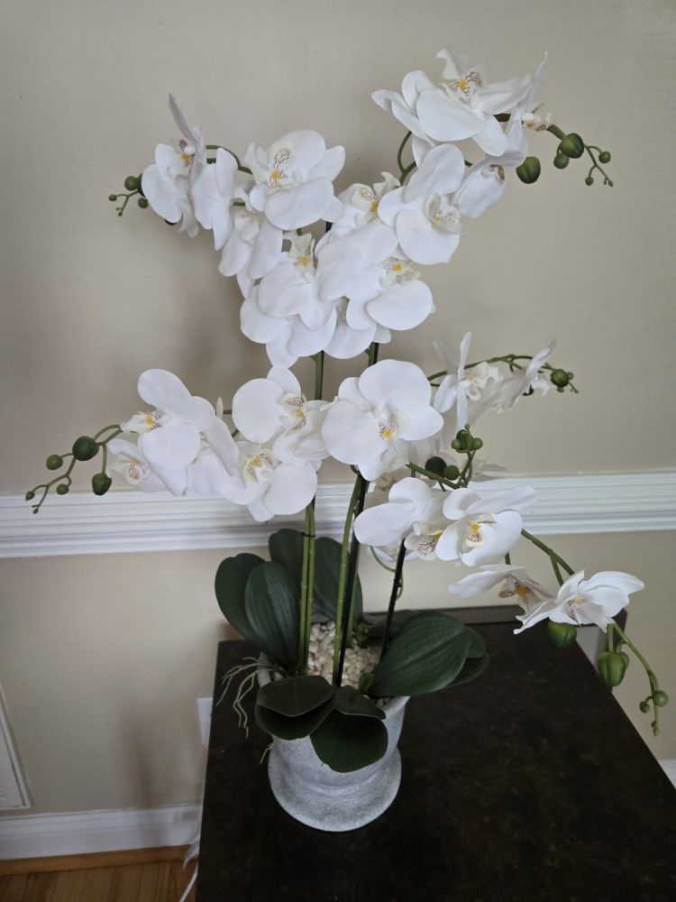 Orchid Arrangement By
Orren Ellis