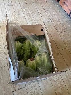Lechuga
