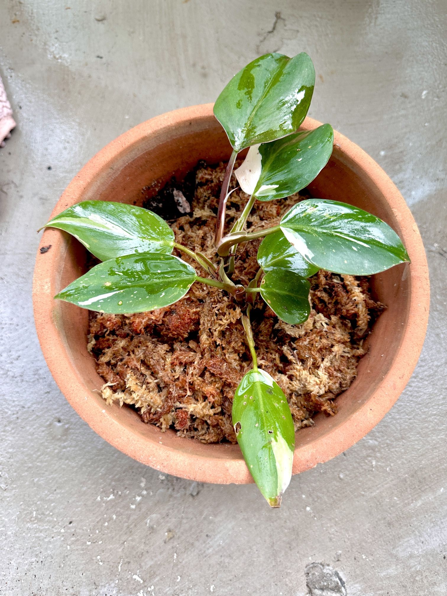 Philodendron White Knight ( Two Established Points) With Clay Pot