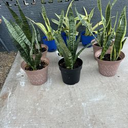 Snake plants 15 each 