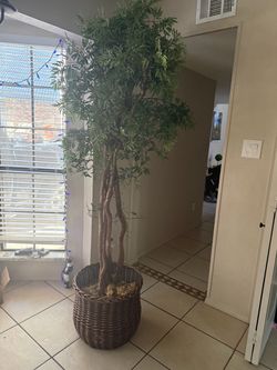 Large Artificial Ming Aralia Tree
