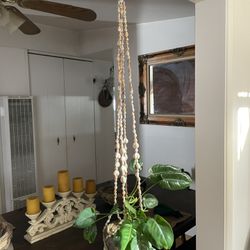 Small Delicate Seashell Plant Hanger 
