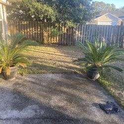 Outside Plants
