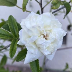 White  Lady Banks Climber Rose With Fragrant Flowers, In 5 Feet Tall In 5 Gallons Pot Is 5 Feet Tall Pick Up Only