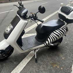 Zebra scooter
