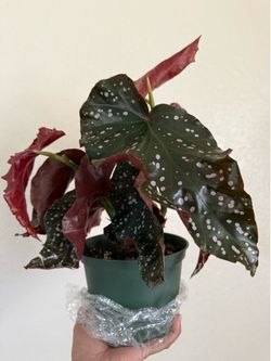 Large Cracklin Rosie Begonia