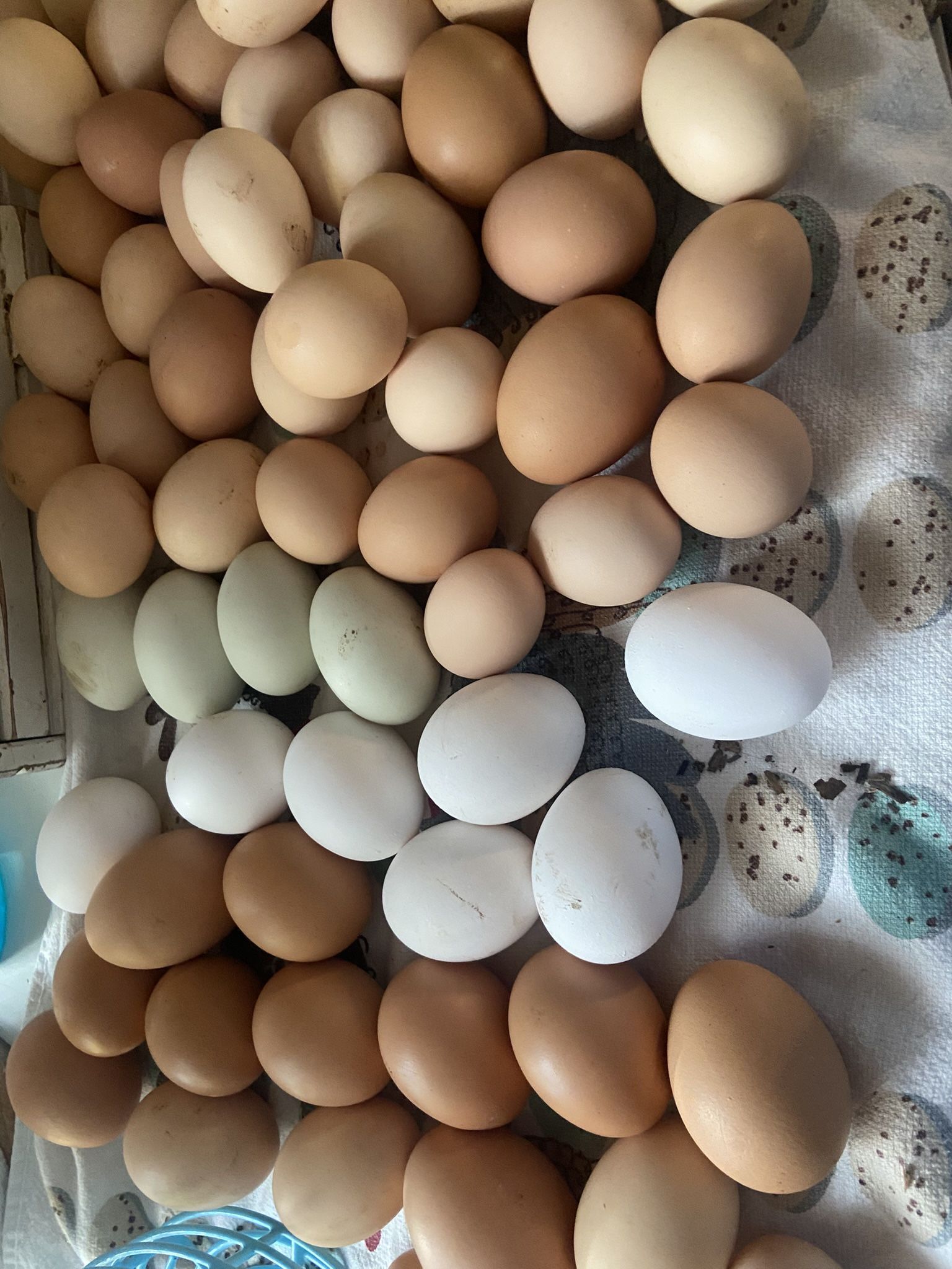 Eggs 