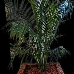 Palm Tree Planter Box !*! Brand New !*!*