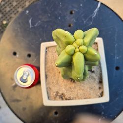 Totem Pole Cactus (OBESE) rooted/potted