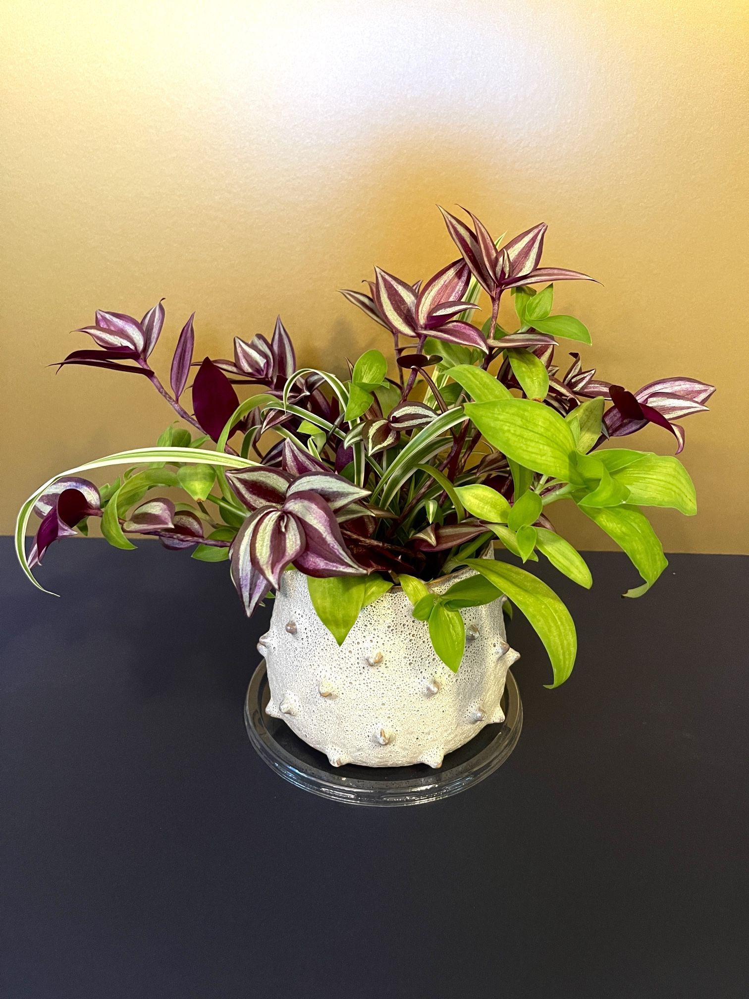 3in1 Plant Arrangement. Sammamish, Beaver Lake