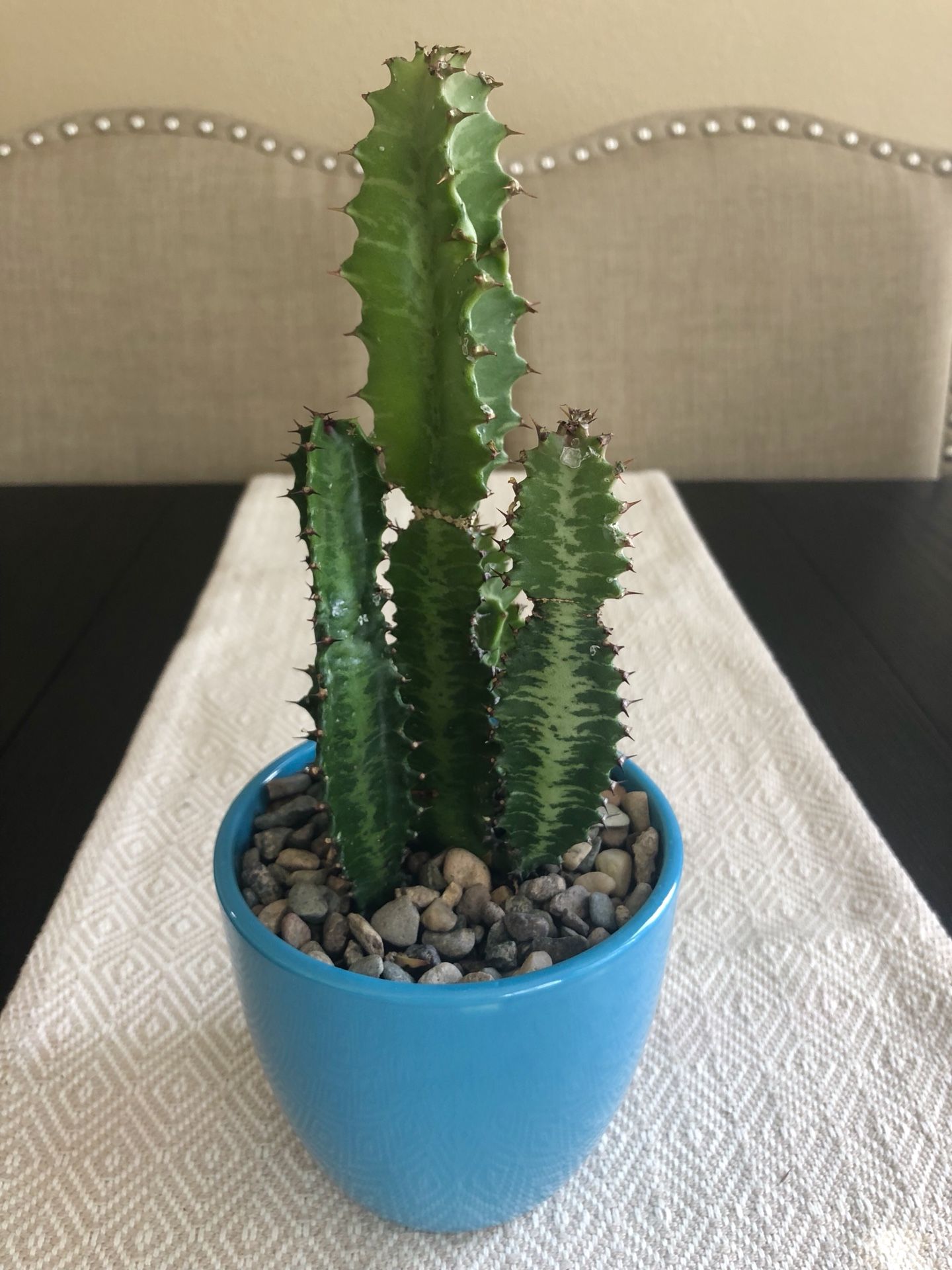 African milk tree cacti 🌵 cactus árbol de leche africano