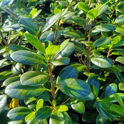 Green Island Ficus Privacy Hedge Plants 🌿🌿 3gl $6