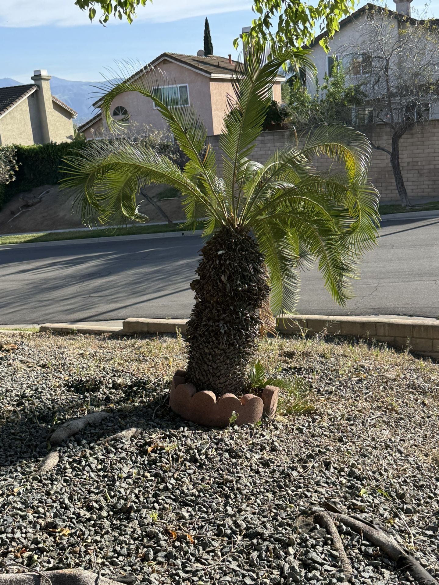 Sago Palm