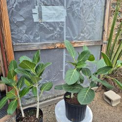 Ficus Audrey Plant 10" Pot 