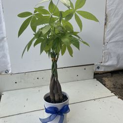 Money Tree