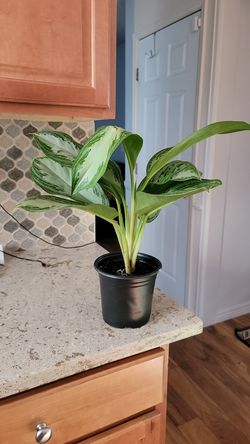 Aglaonema Silver Bay Plant