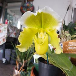 Orquidea Zapatito $50