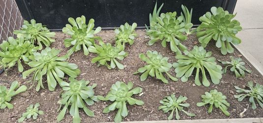 Rooted Succulent Stems