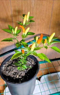 Colorful Tabasco Plant - will be red, orange, & yellow very soon