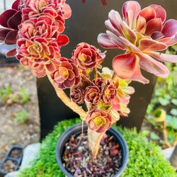 Rare Aeonium Mardi Gras crested Live Rooted, get 2 free succulents cuttings