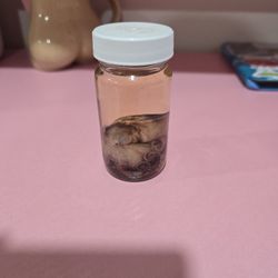 Octopus Wet Specimen 