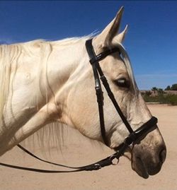 Like New! Bitless Horse Bridle Headstall with Reins