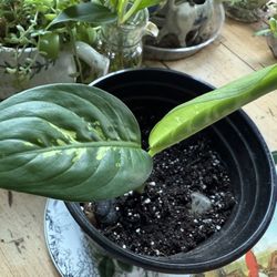 Starter Dieffenbachia Indoor Plant For Sale
