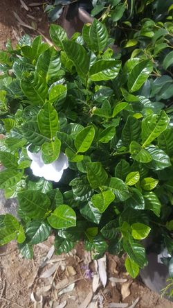 Gardenia