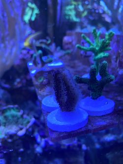 Frags