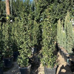 Star Jasmine
