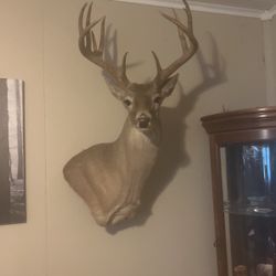 $200 Apiece Choose One Of My Trophy Whitetail Deer