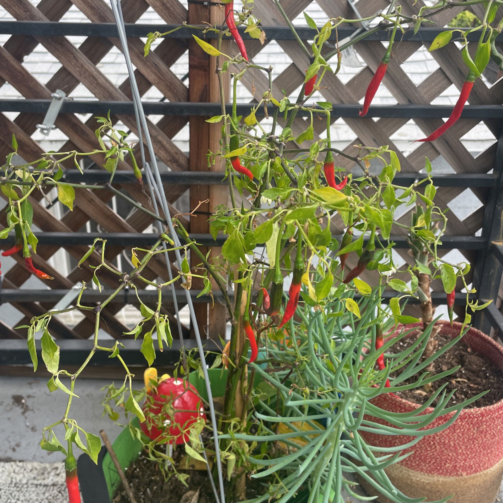 Chili Pepper Plant with pot