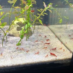 Cherry Shrimp $2