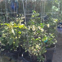 Fragrant Jasmine Plant