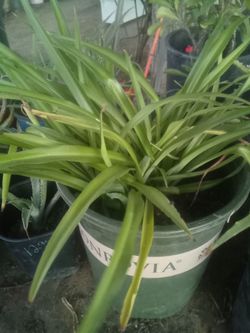 Large Spider Plant 🌿 Easy Care • Air Freshening • Pet Safe
Lazo de amor grande 🌿 Fácil