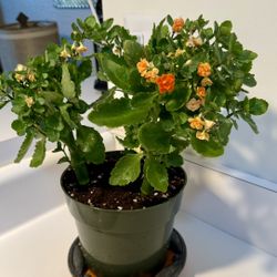 Kalanchoe blossfeldiana plant