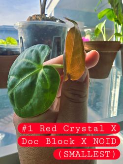 Red Crystal X doc block anthurium seedling