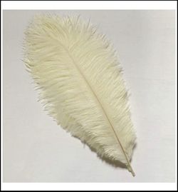Ivory 12-14 inch Feathers for Wedding Party Craft Centerpieces | 10 pieces ~ NEW