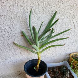 Cool wierd Succulent plant