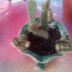 Green Vase Cactus Plant