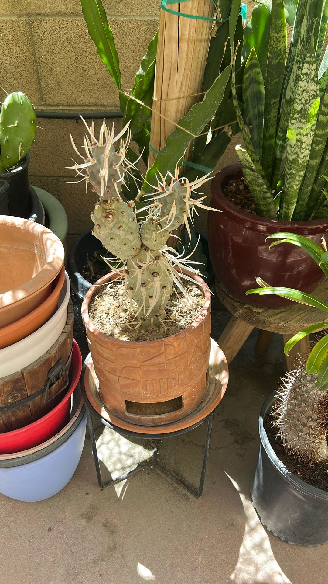 Paper Spine Cactus