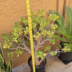 ROOTED  HEALTHY  AND EASY CARE  JADE  SUCCULENT  PLANT IN  5 GALLON CONTAINERS  $25.00   EACH   CHEAPER   THAN  ANY    RETAIL  STORES  .