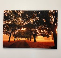 Sunset Tree-Lined Path Photo Print