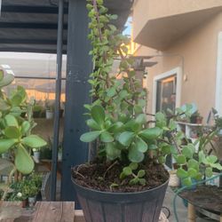 Jade Plant