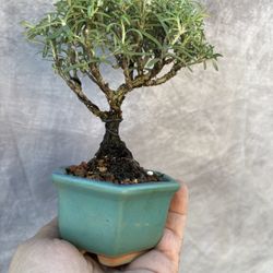 Bonsai Romero Rosemary 