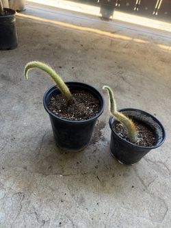 Monkey tail cactus