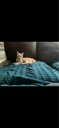 Stuffed animal toy