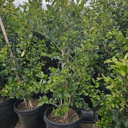 Ligustrum japonicum Hedge Or Private